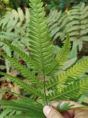 Pteris fauriei