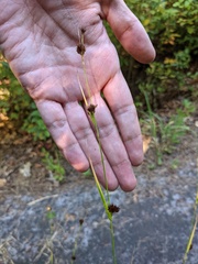 Rhynchospora capitellata