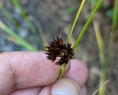 Rhynchospora capitellata