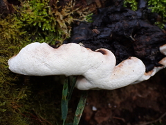 Polyporales