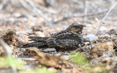 Caprimulgus madagascariensis