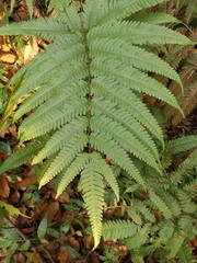 Pteris fauriei