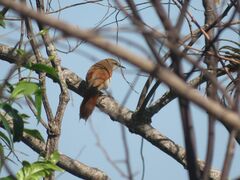 Certhiaxis cinnamomeus