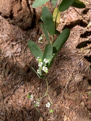 Euphorbia corollata