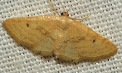 Idaea alicantaria