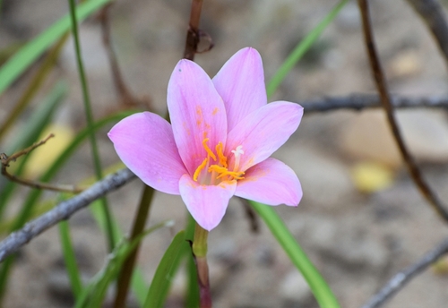 Zephyranthes image