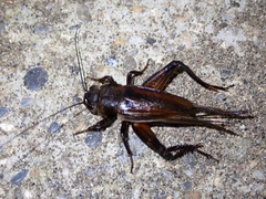 Gryllus