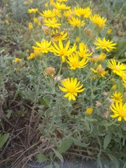 Heterotheca villosa
