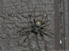 Metepeira labyrinthea