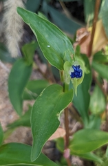 Commelina communis