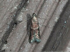Moodna ostrinella