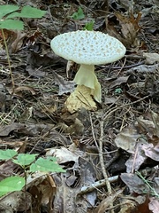 Amanita cokeri