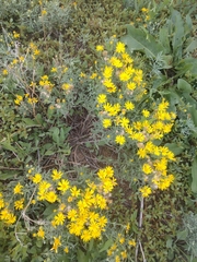 Heterotheca villosa