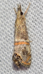 Euchromius gratiosellus