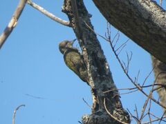 Dryobates passerinus