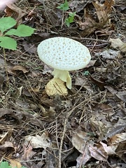 Amanita cokeri