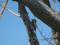 Dryobates passerinus