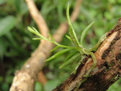 Phymatidium delicatulum