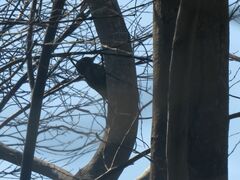 Dryobates passerinus