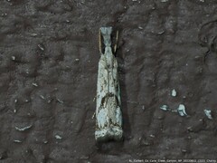 Microcrambus kimballi