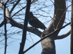 Dryobates passerinus