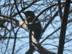 Dryobates passerinus