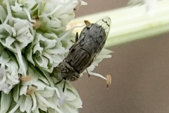 Orthonevra nitida