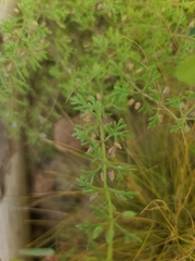 Leucospora multifida