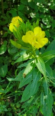 Oenothera biennis