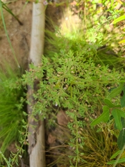 Leucospora multifida