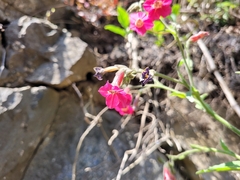 Nicotiana forgetiana