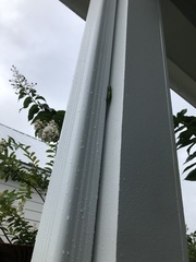 Anolis carolinensis