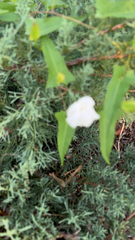 Ipomoea lacunosa