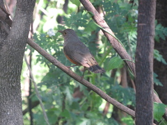 Turdus rufiventris