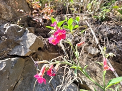Nicotiana forgetiana