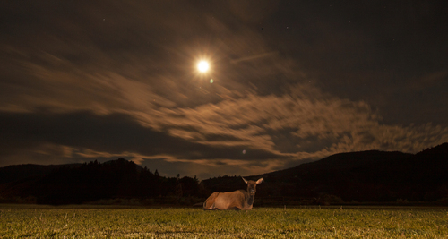 Elk photographed in Montana