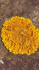 Xanthoria