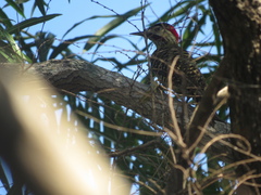 Colaptes melanochloros