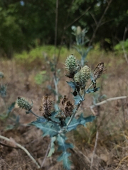 Argemone polyanthemos