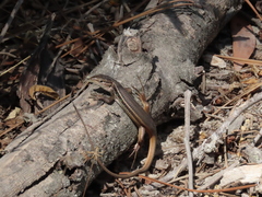 Psammodromus algirus