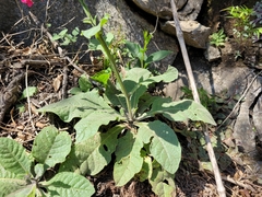 Nicotiana forgetiana