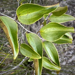Smilax neocaledonica