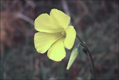 Oxalis pes-caprae