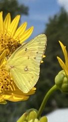 Colias eurytheme