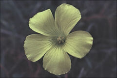 Oxalis pes-caprae