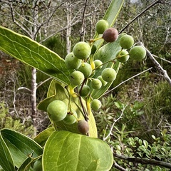 Smilax neocaledonica