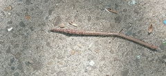 Lumbricus