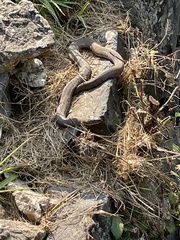 Nerodia sipedon sipedon