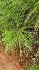 Pinus taeda
