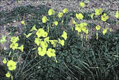 Oxalis pes-caprae